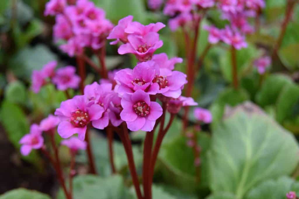 Bergenia cordifolia 'Purpurea' ---