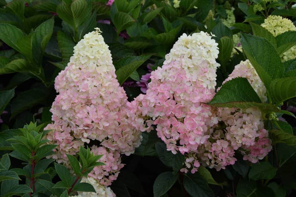 Hydrangea paniculata Vanille Fraise ---