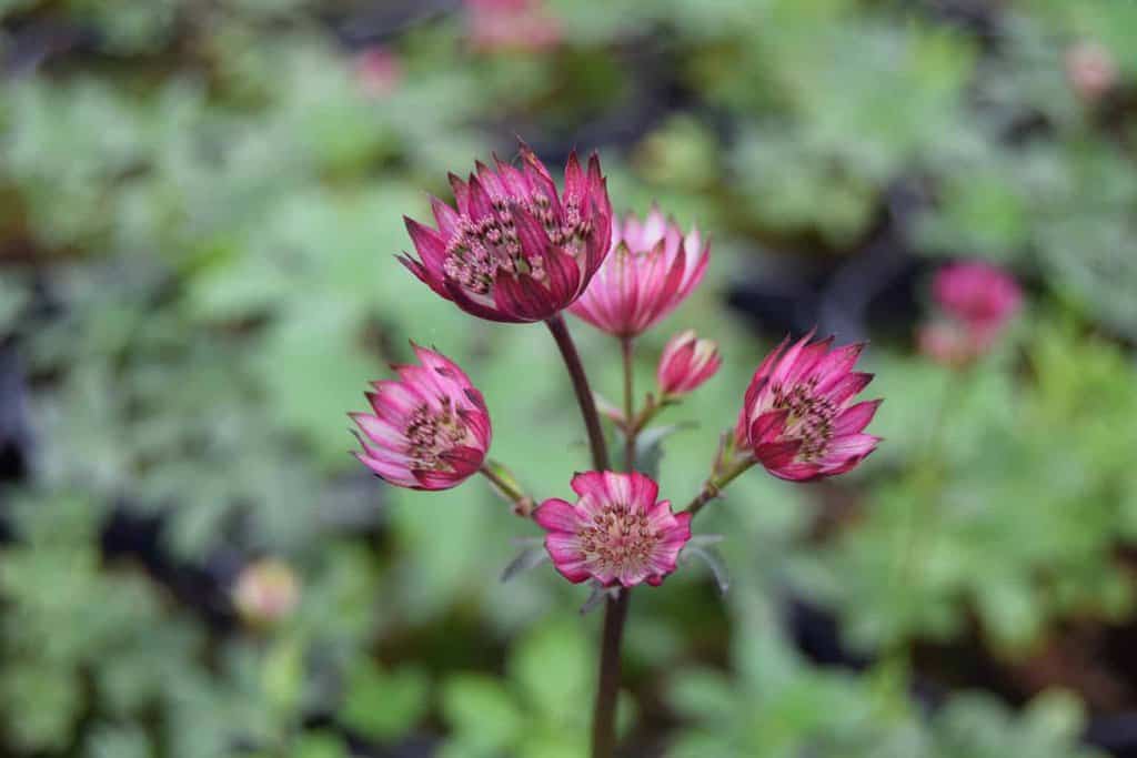 Astrantia major 'Claret'