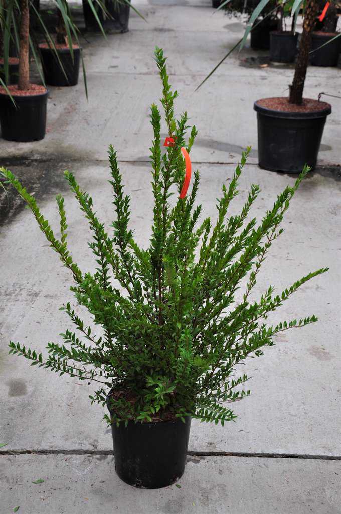 Myrtus communis