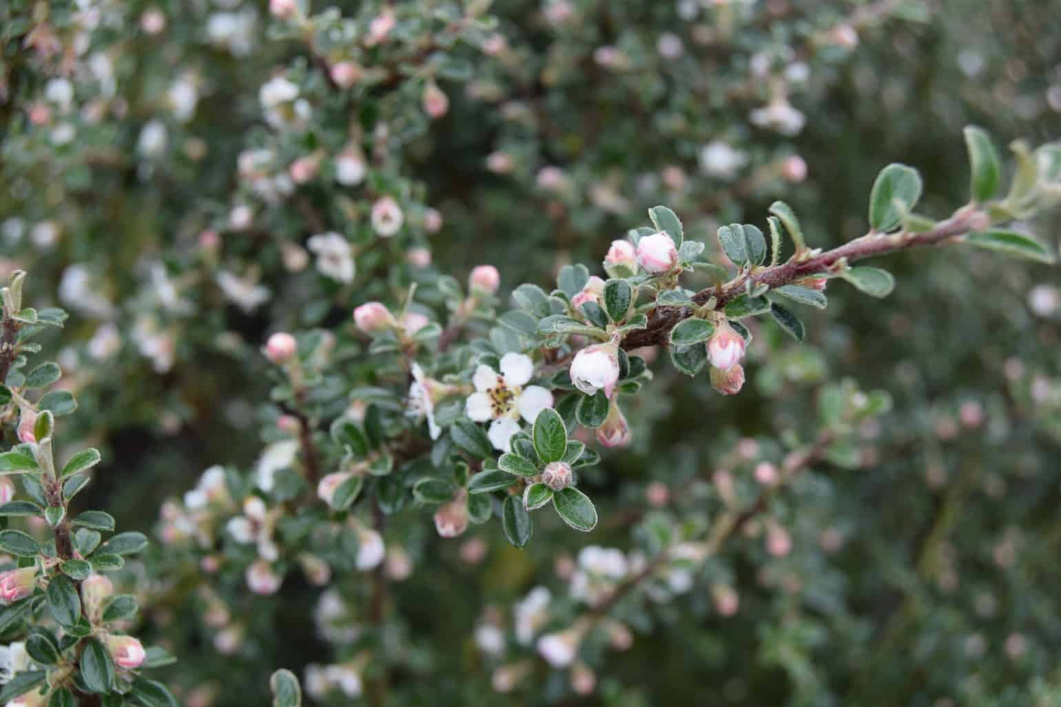 Cotoneaster microphyllus 40-60 cm