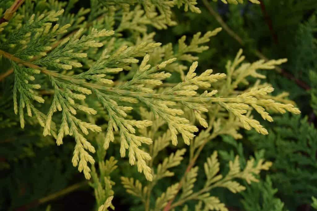 x Cuprocyparis leylandii 'Castlewellan' 100-125 cm