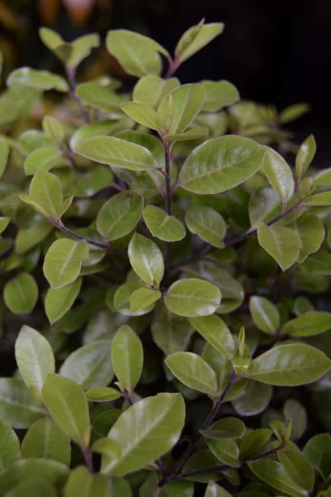 Pittosporum tenuifolium 'Pompom' 30-40 cm