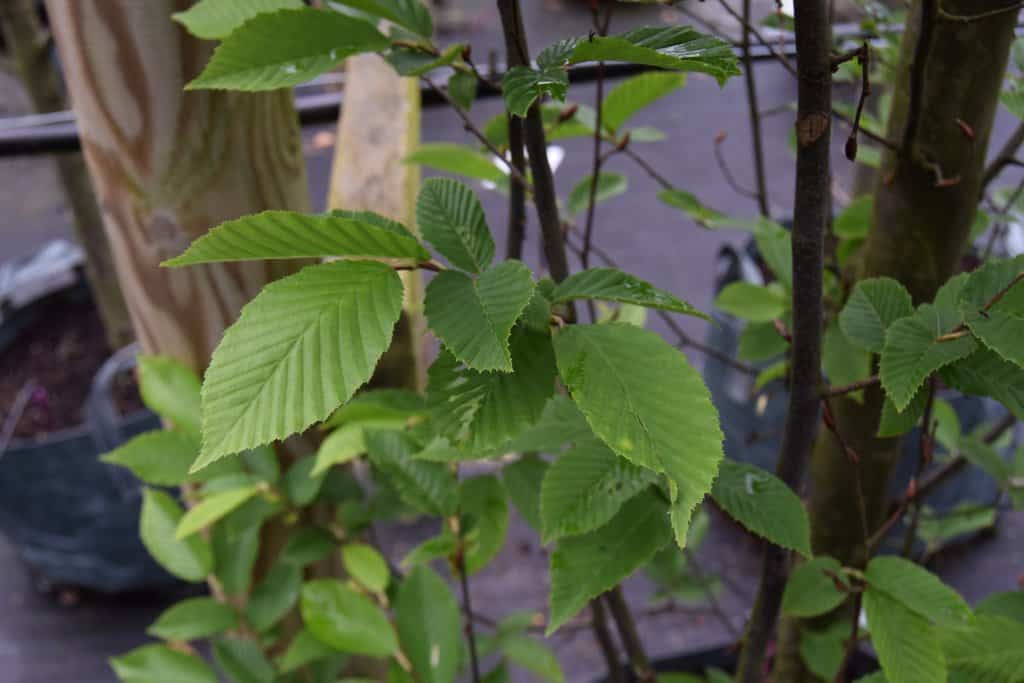Carpinus betulus 'Frans Fontaine'
