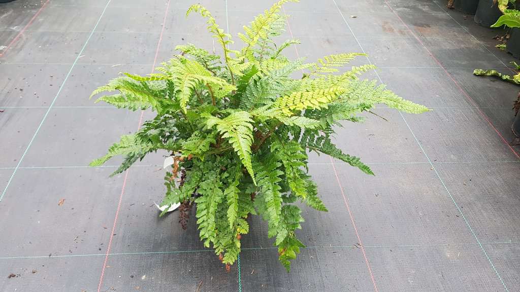 Polystichum polyblepharum ---