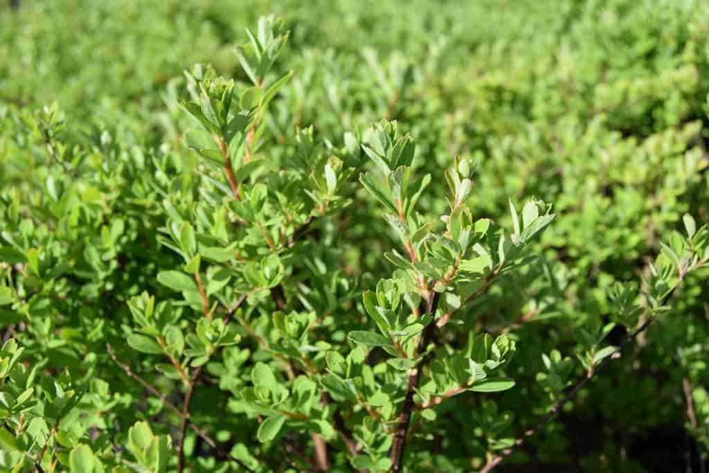 Spiraea nipponica 'Snowmound' 80-100 cm