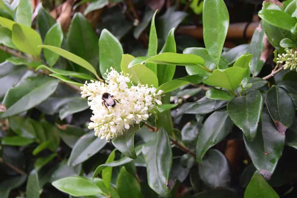 Ligustrum japonicum 'Texanum' 150-175 cm