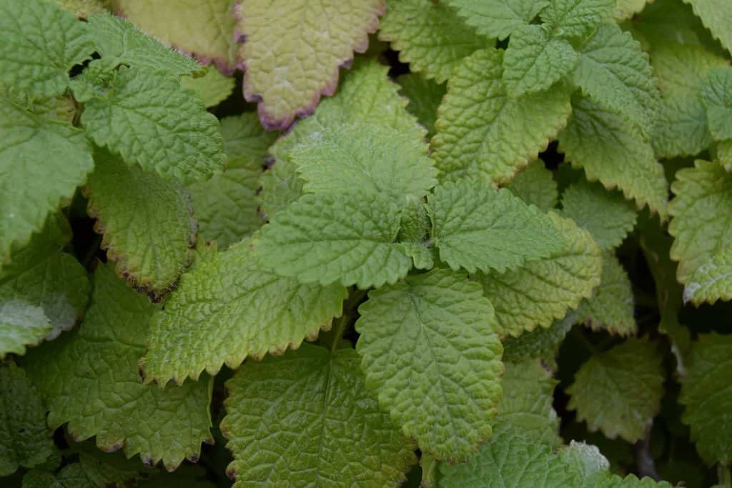 Melissa officinalis