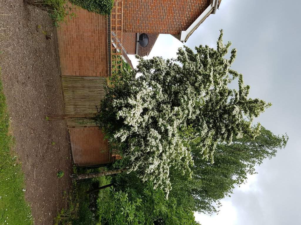 Crataegus monogyna 175-200 cm