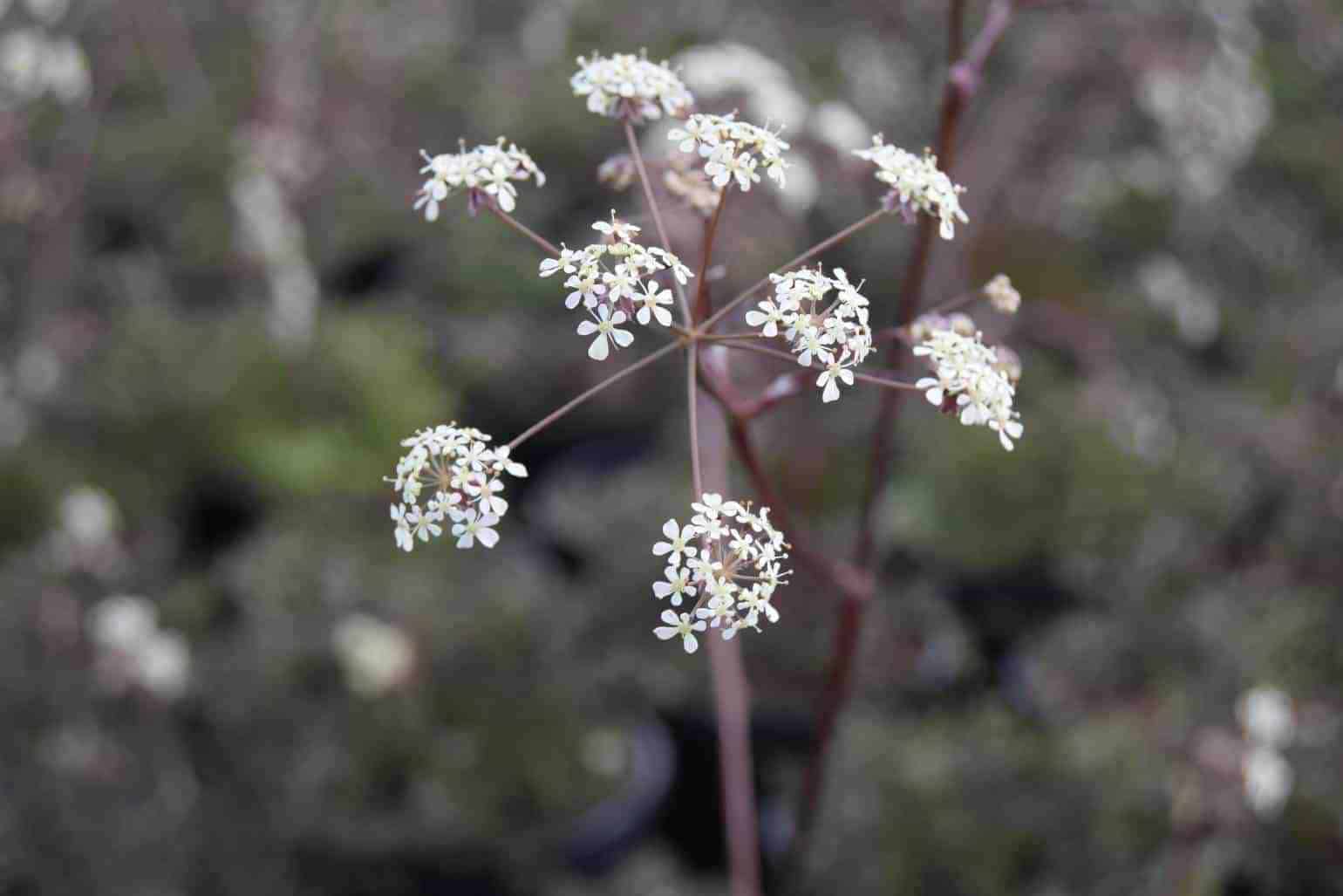 Anthriscus sylvestris 'Ravenswing'