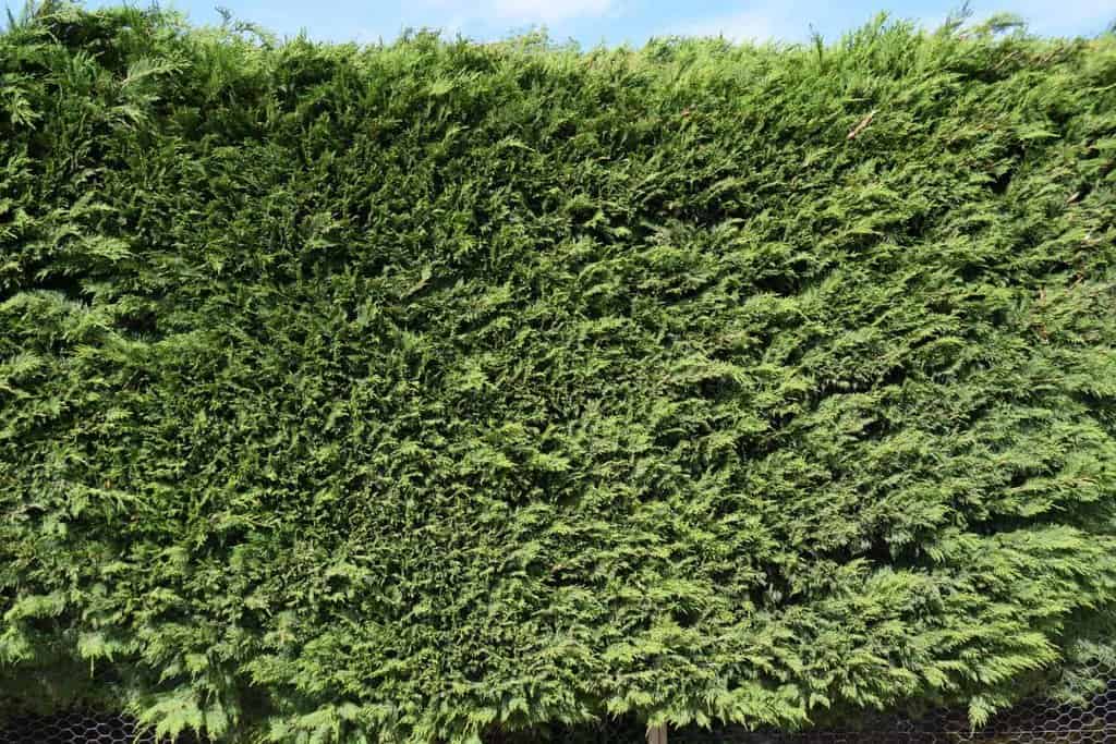 x Cuprocyparis leylandii 125-150 cm