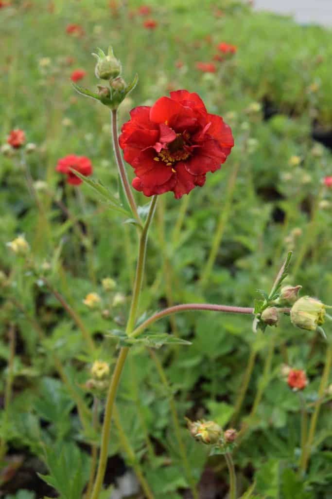 Geum 'Mrs J Bradshaw' ---