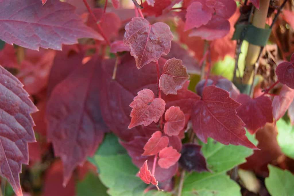 Parthenocissus tricuspidata 'Veitchii' 100-125 cm