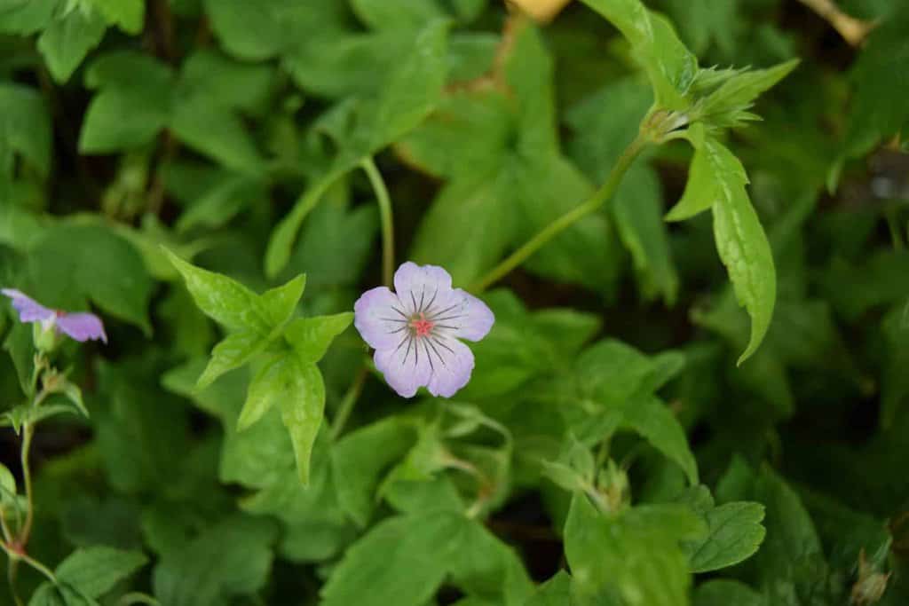 Geranium nodosum