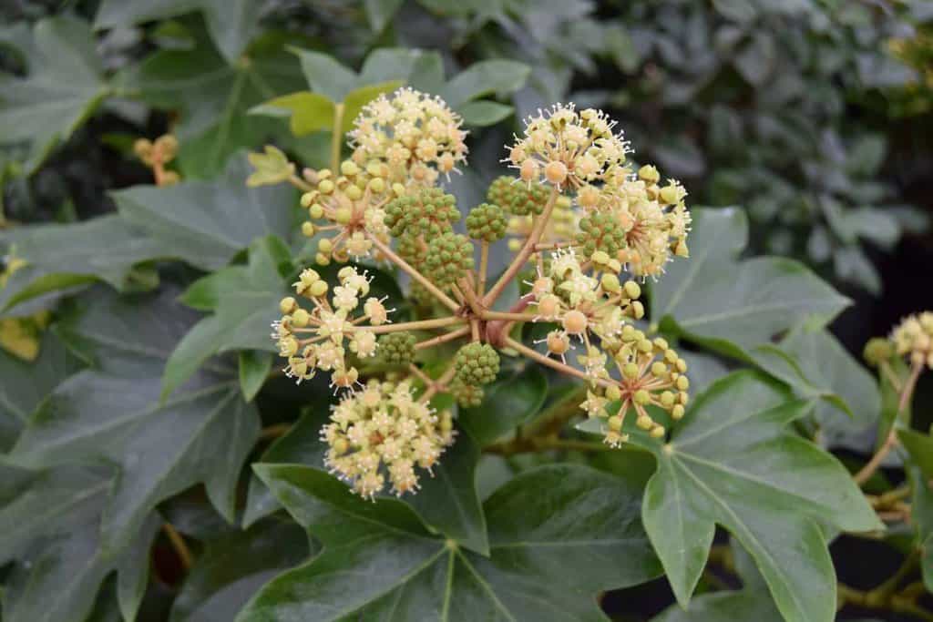 Fatsia japonica 30-40 cm