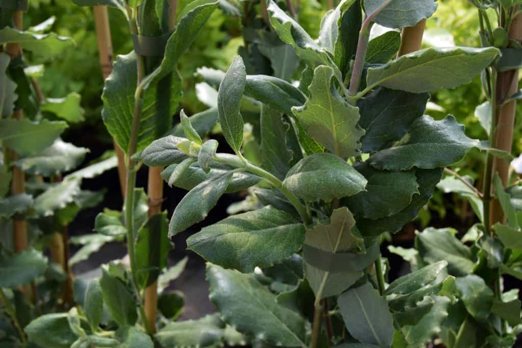Garrya elliptica 'James Roof'