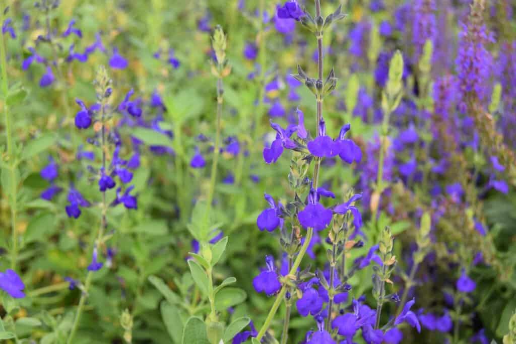 Salvia 'Blue Note' ---