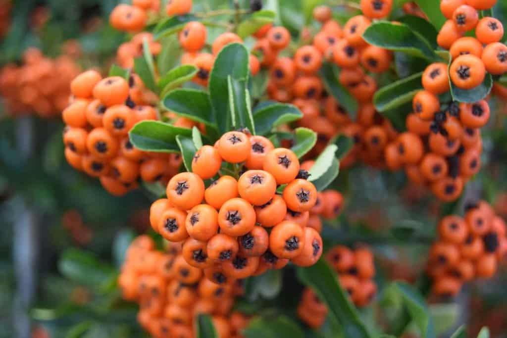 Pyracantha 'Orange Glow'