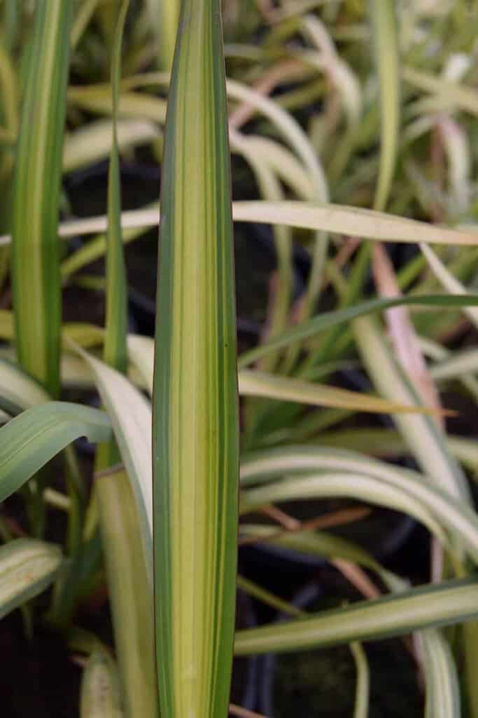 Phormium 'Yellow Wave'