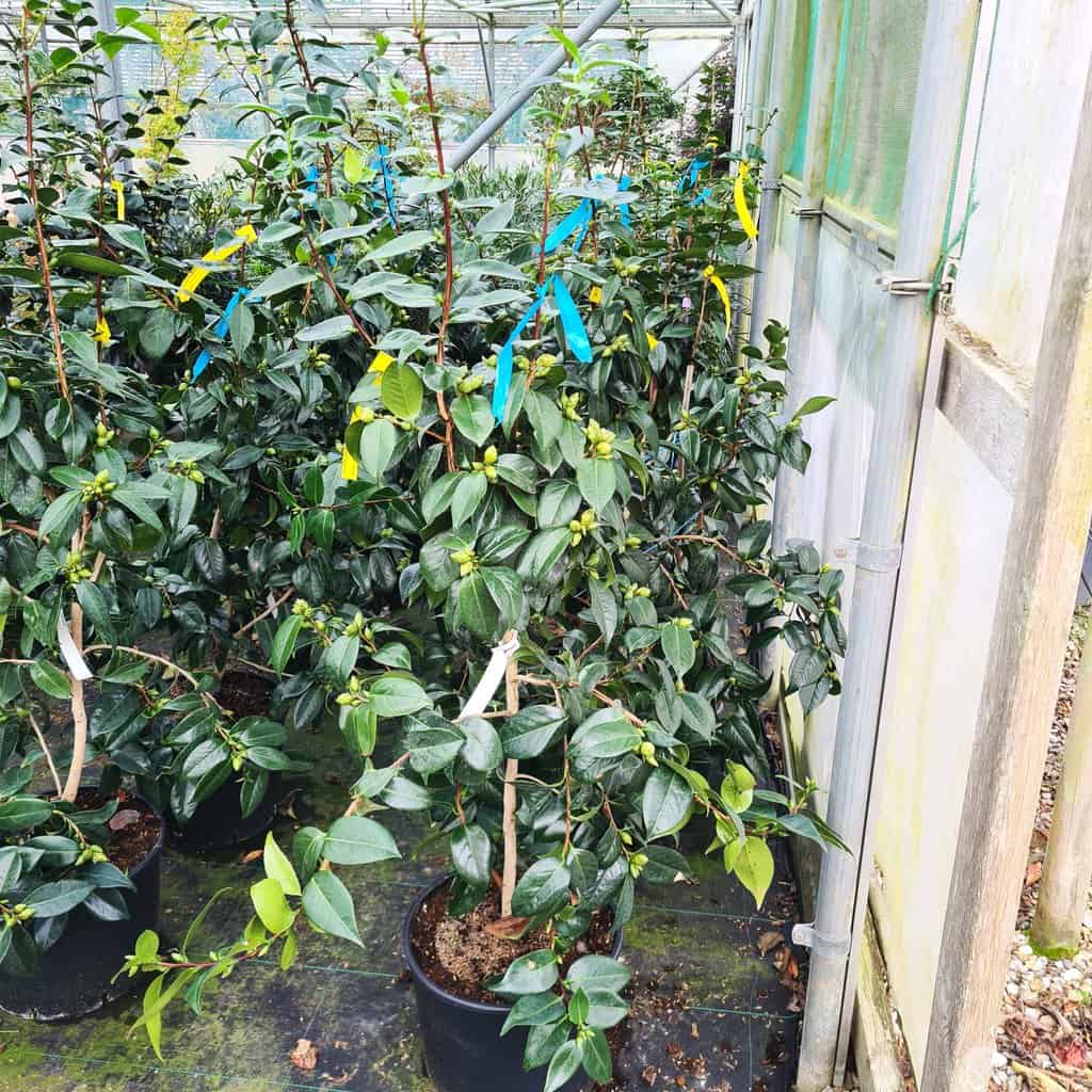 Camellia japonica 'Matterhorn'