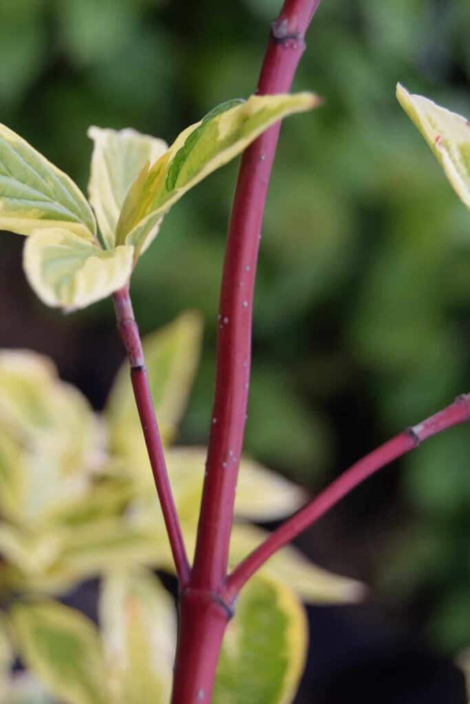 Cornus alba 'Gouchaultii' 30-40 cm