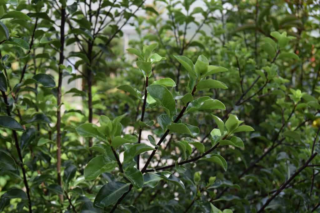 Pittosporum 'Arundel Green' 80-100 cm