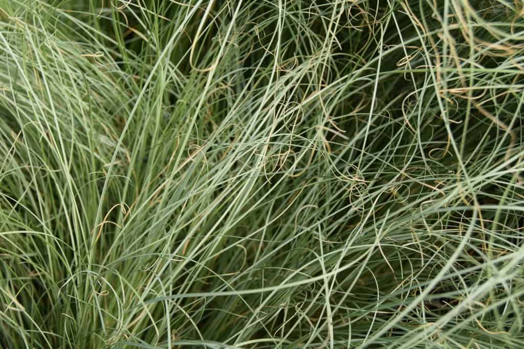 Carex comans 'Frosted Curls'