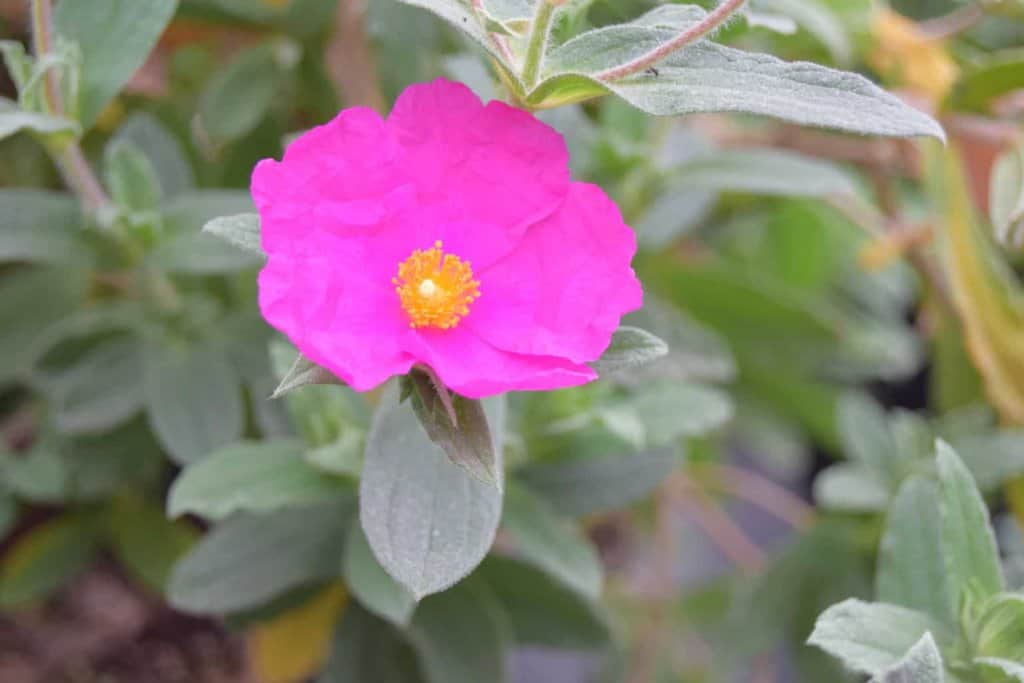 Cistus x pulverulentus 'Sunset' 30-40 cm