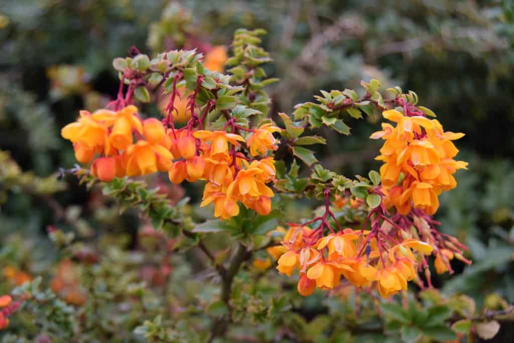 Berberis darwinii 30-40 cm