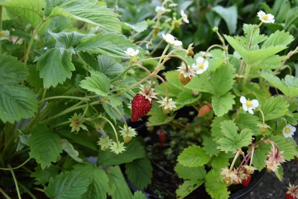 Fragaria vesca ---