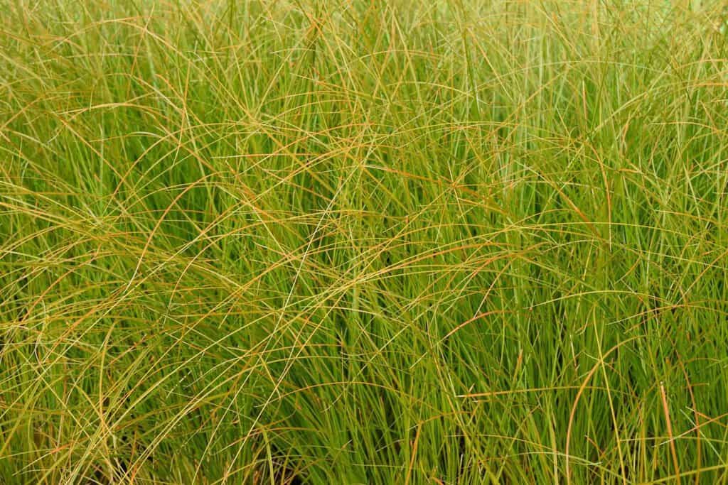 Carex testacea ---