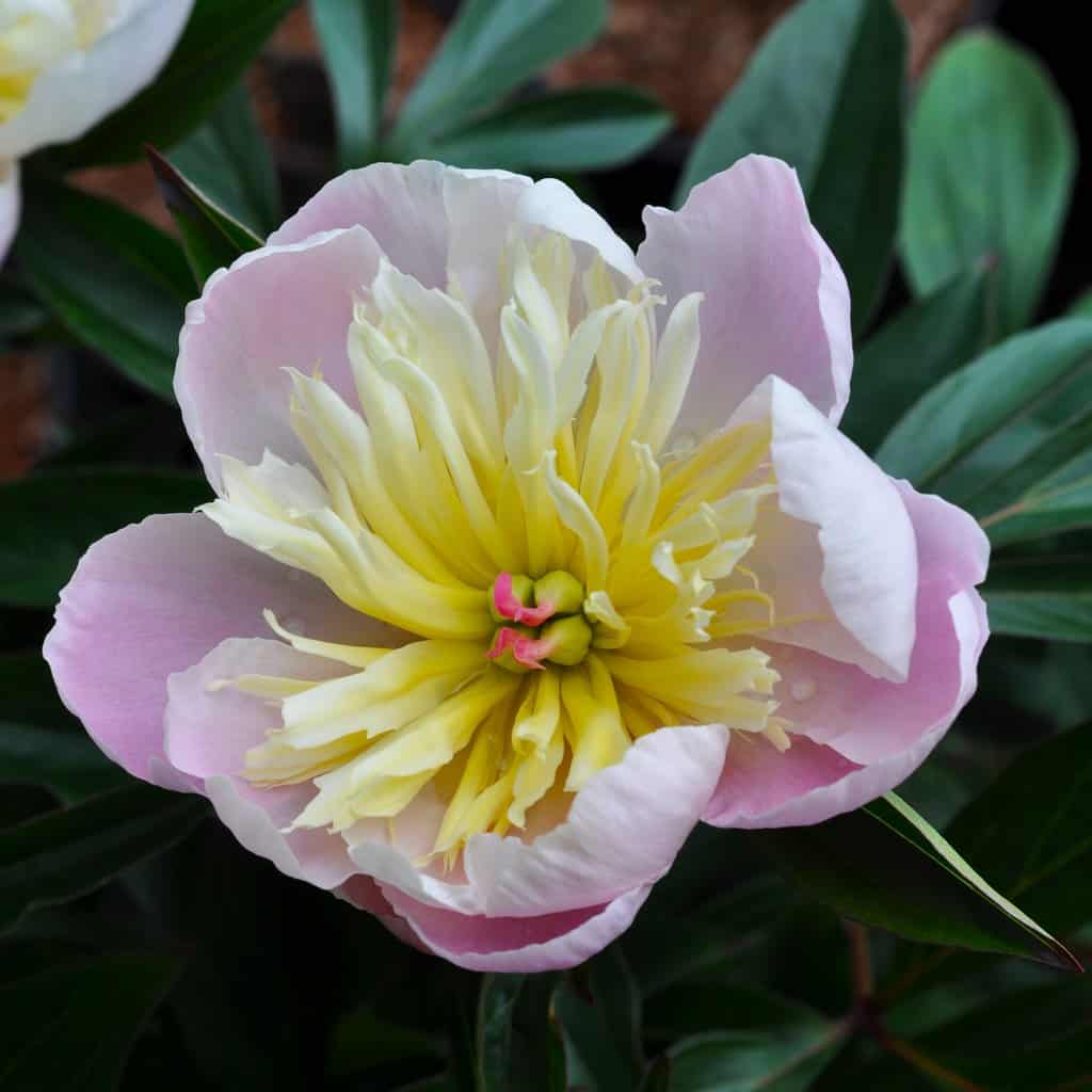 Paeonia lactiflora 'Lady Alexandra Duff'