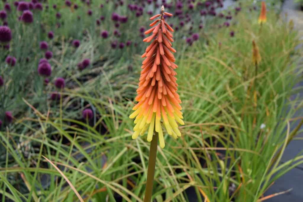 Kniphofia 'Royal Standard' ---