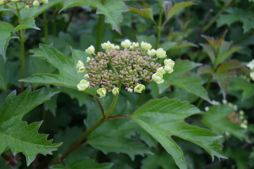 Viburnum opulus 80-100 cm