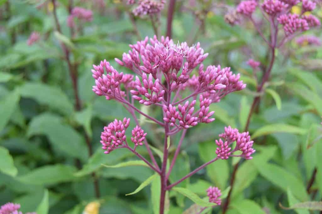 Eupatorium purpureum ssp. maculatum 'Atropurpureum' ---