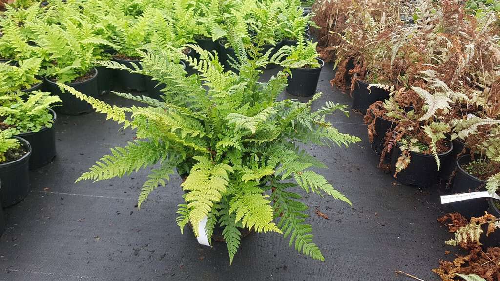 Polystichum aculeatum ---