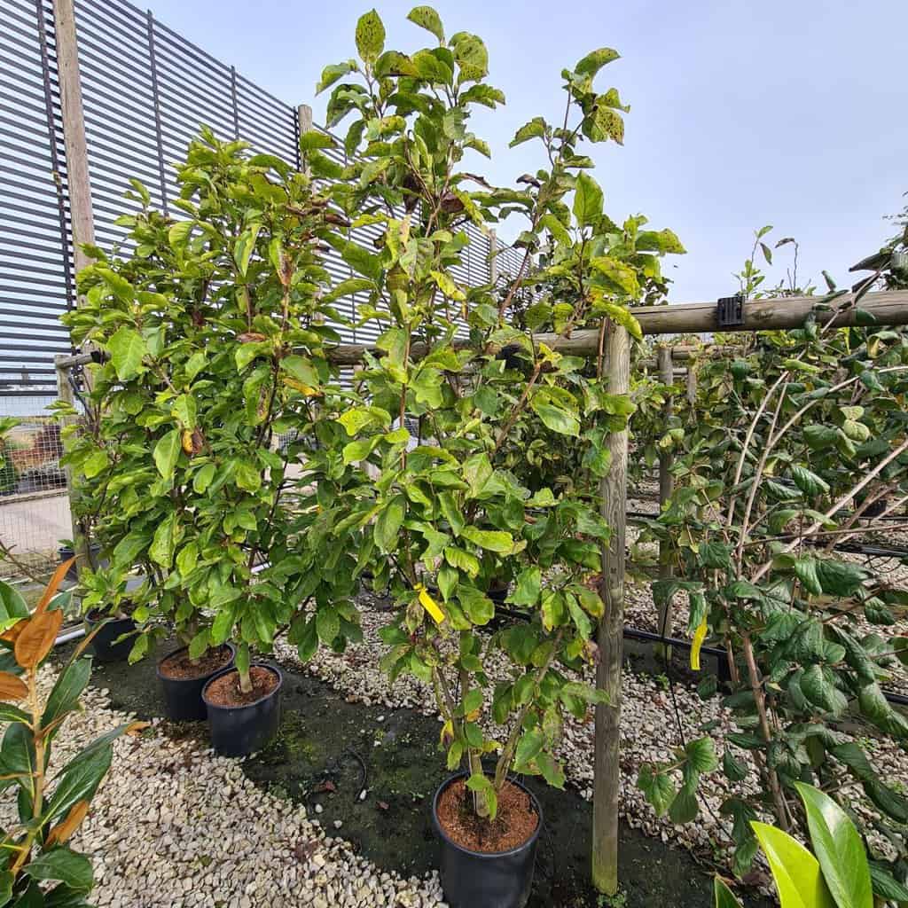 Magnolia x soulangeana 'Lennei Alba' 175-200 cm