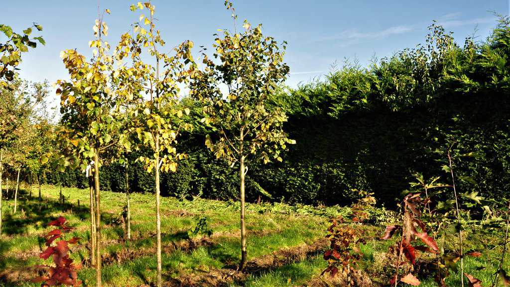 Tilia cordata 18-20 EHS