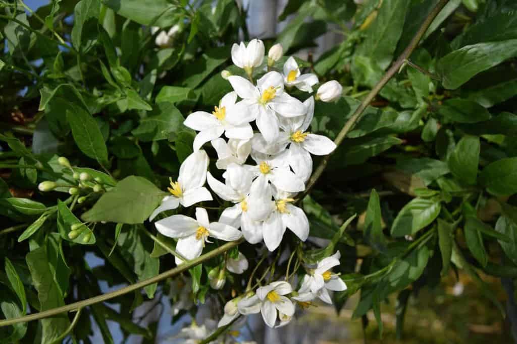 Solanum laxum 'Album'
