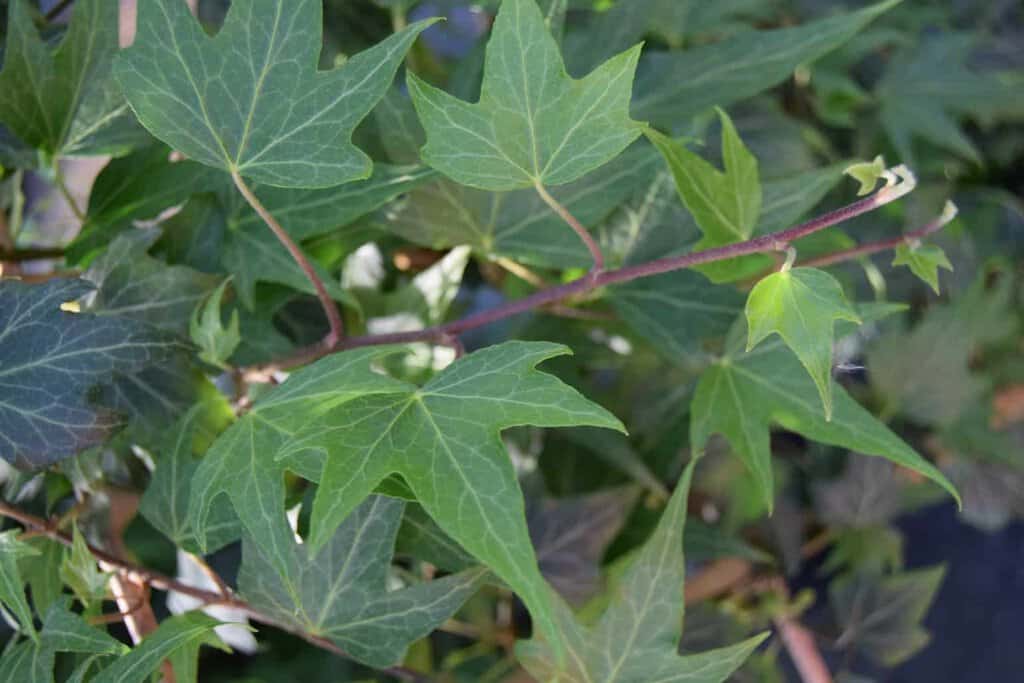 Hedera helix 'Green Ripple' ---