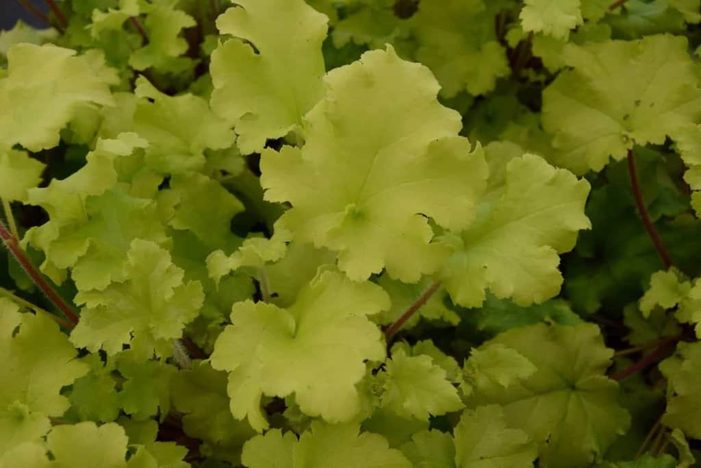 Heuchera 'Lime Marmalade'