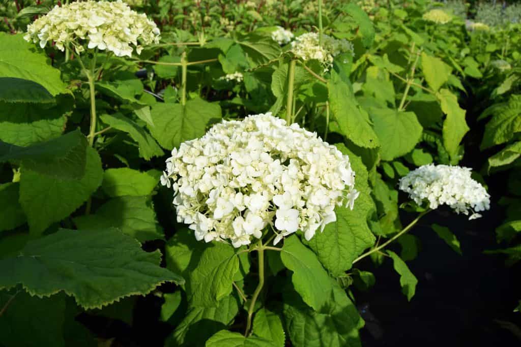 Hydrangea arborescens 'Annabelle' 20-30 cm