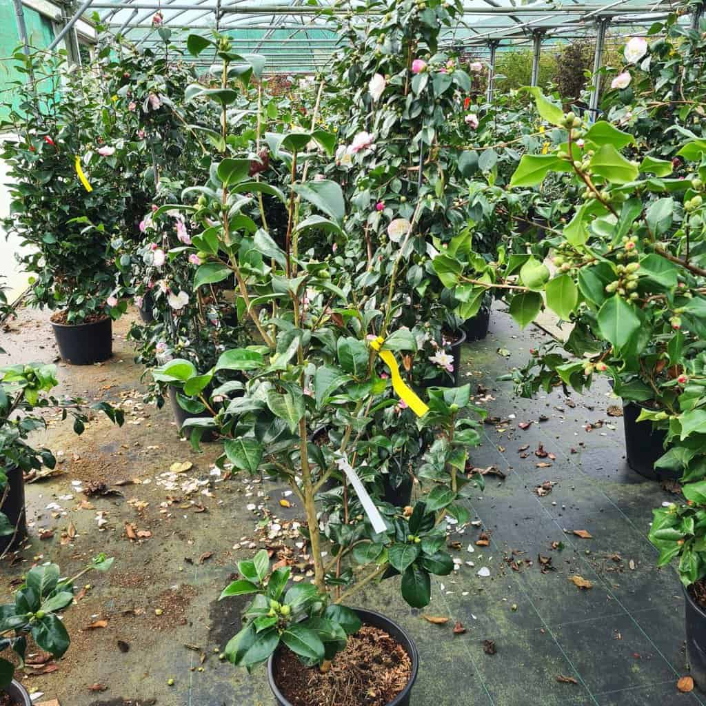 Camellia japonica 'Black Diamond'