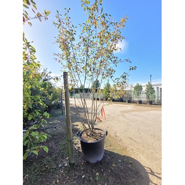 Amelanchier lamarckii 16-18 EHS