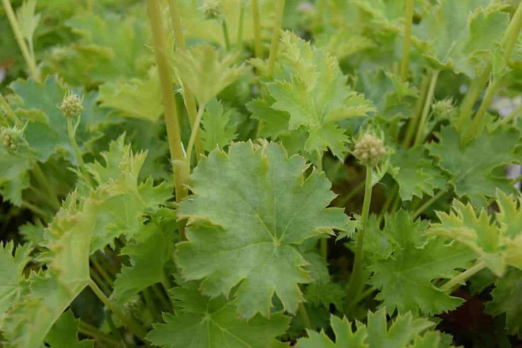 Heuchera 'Apple Crisp' ® ---