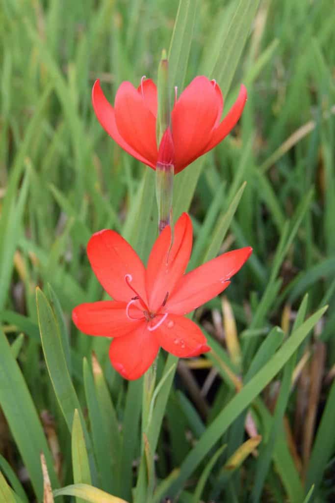 Hesperantha coccinea 'Major'