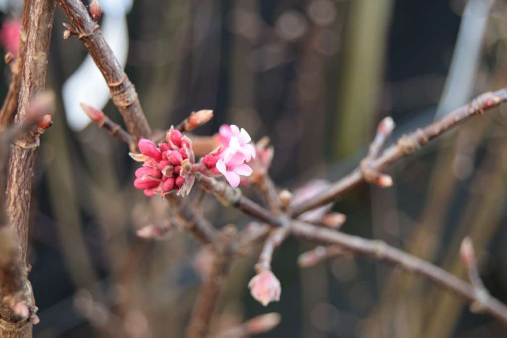 Viburnum x bodnantense 'Charles Lamont' 150-175 cm