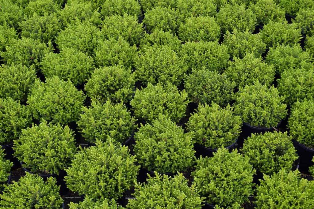 Hebe 'Emerald Gem' 30-40 cm