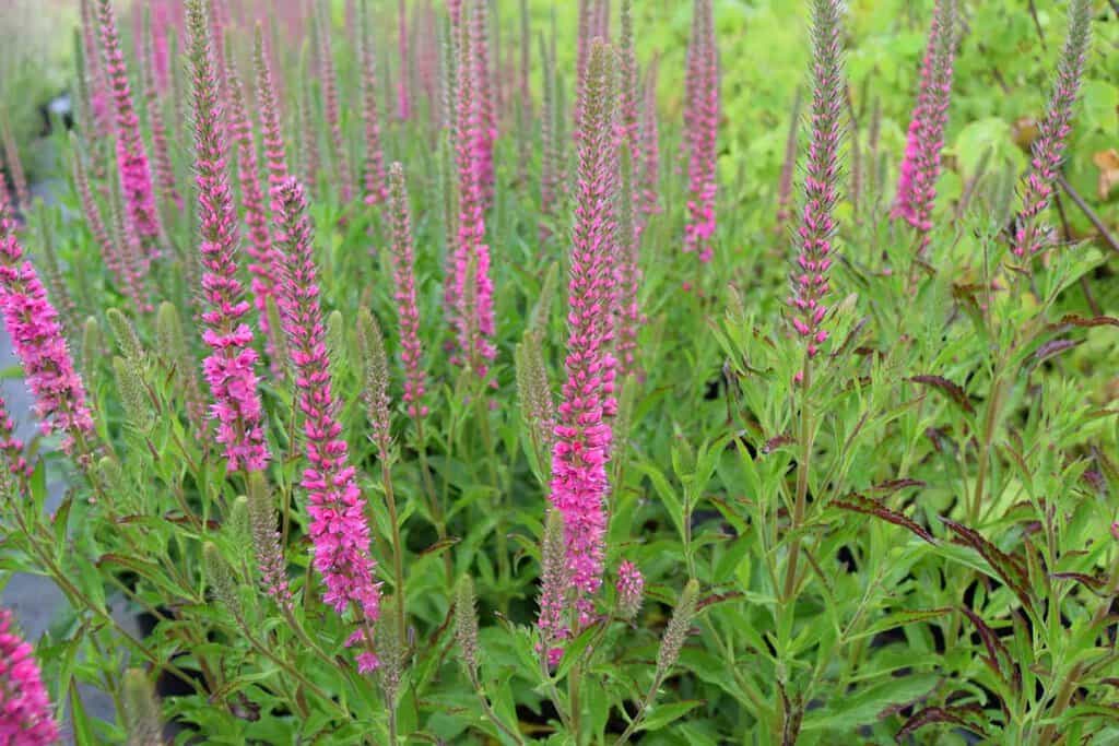 Veronica spicata 'Rotfuchs' ---