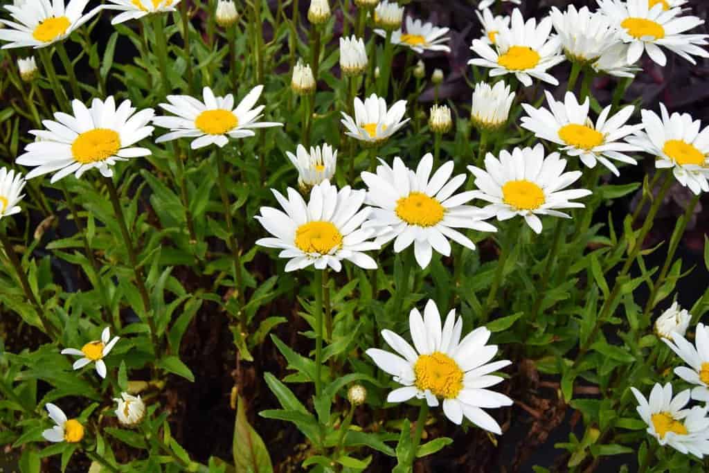 Leucanthemum x superbum 'Snowcap' ---